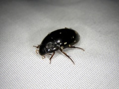 Sternolophus rufipes