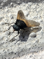 Esenbeckia