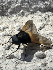 Esenbeckia