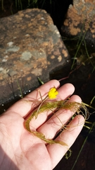 Utricularia radiata