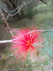 Calliandra tweediei