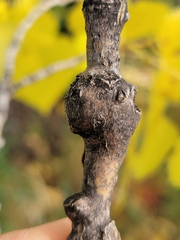 Euhexomyza schineri