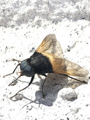 Esenbeckia