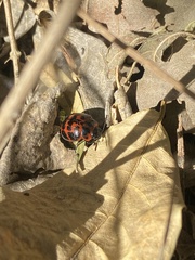Platyphora congregata