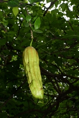 Parmentiera aculeata