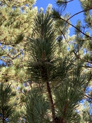 Pinus nigra
