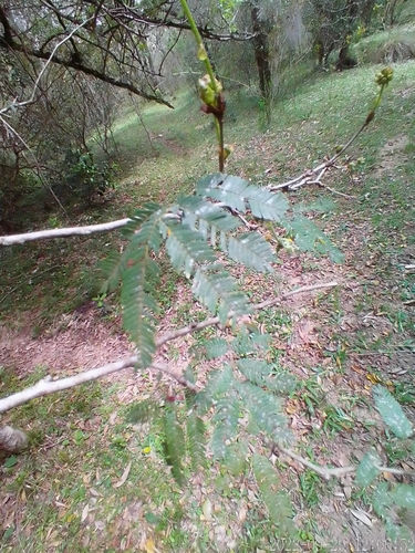 Image of Calliandra tweediei by no rights reserved