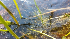 Utricularia radiata
