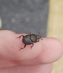 Onthophagus