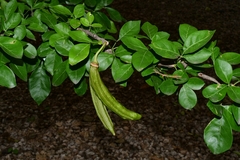 Parmentiera aculeata