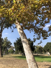 Platanus racemosa