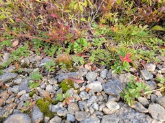 Sibbaldiopsis tridentata