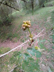 Calliandra tweediei