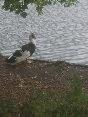 Cairina moschata domestica