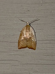 Coelostathma discopunctana