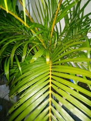 Dypsis lutescens