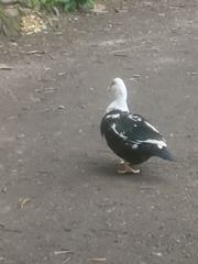 Cairina moschata domestica