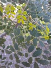 Erythrostemon mexicanus