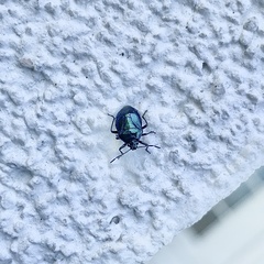Zicrona caerulea
