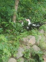 Cairina moschata domestica