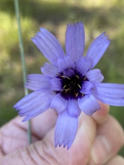 Catananche caerulea