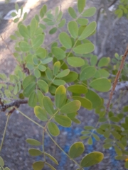 Erythrostemon mexicanus