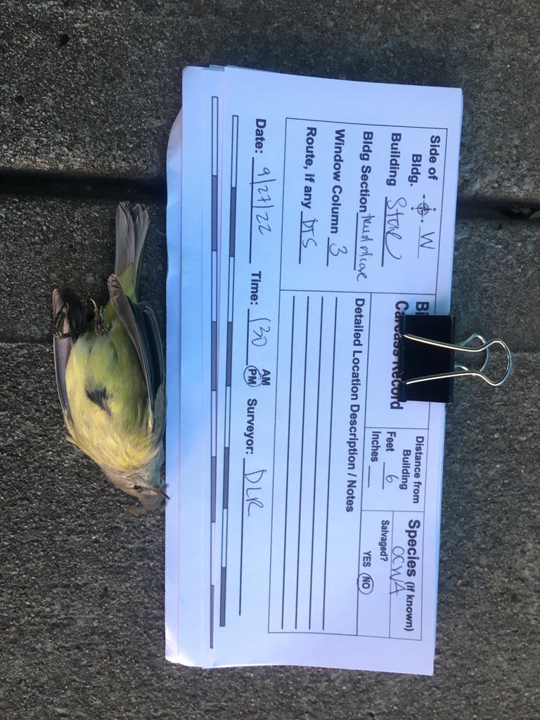 Orange-crowned Warbler from 1601 McGee St, Kansas City, MO 64108, USA ...