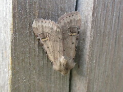 Eucoptocnemis fimbriaris