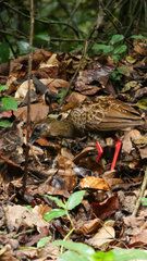 Himantornis haematopus