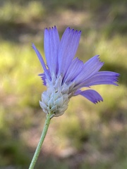Catananche caerulea