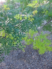 Erythrostemon mexicanus