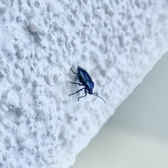 Zicrona caerulea