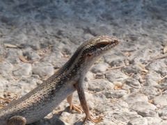 Trachylepis spilogaster