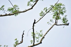 Microhierax caerulescens