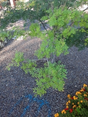 Erythrostemon mexicanus