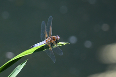 Libellula fulva