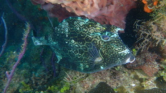 Acanthostracion polygonium