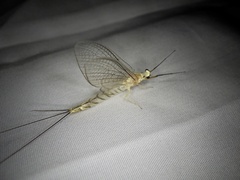 Ephemera japonica