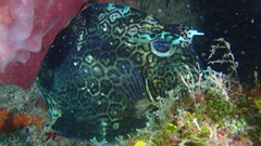 Acanthostracion polygonium