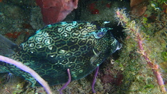 Acanthostracion polygonium