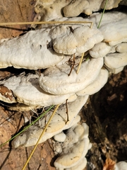 Gloeoporus dichrous