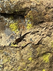 Sceloporus orcutti