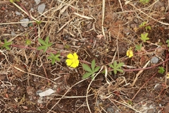 Potentilla reptans