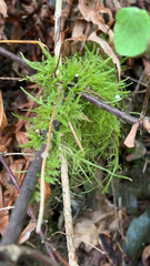 Kindbergia praelonga