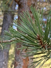 Pinus sylvestris