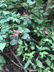 Acanthocereus oaxacensis