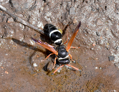 Hypodynerus tuberculiventris