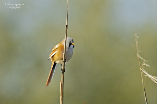 Bigotudo (Panurus biarmicus)