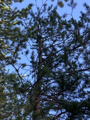 Pinus sylvestris