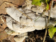 Gloeoporus dichrous